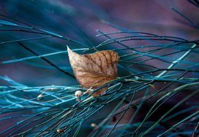 макро, Лист, ветки