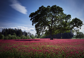 цветы, дерево, поле, Природа