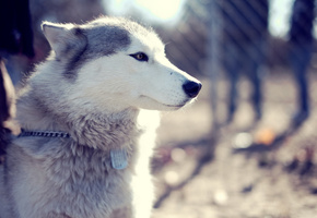 Собака, dog, хаски, морда, husky, взгляд, парк