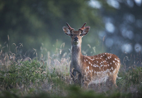 трава, блики, Олень. природа