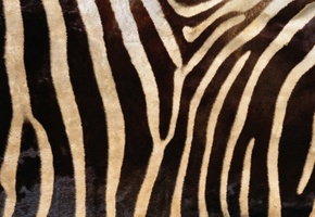 мех, animal texture, фон на рабочий, Текстура