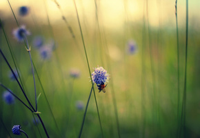 стебли, пчела, Макро, полевые, цветы, сиреневые