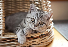 Котенок, корзина, взгляд