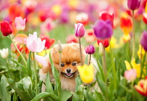 Собака, цветы, поле