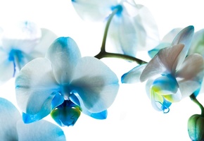 Орхидеи, голубые, цветы, фаленопсис