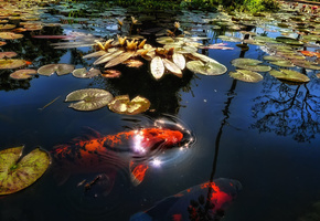 озеро, пруд, Рыбы