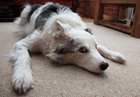 взгляд, Собака, дом