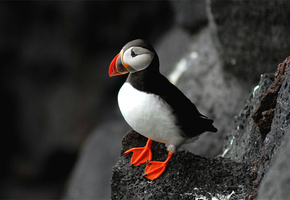 Птица, скала, puffin, атлантический тупик, fratercula arctica