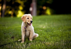 Сбака, щенок, фон