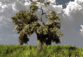 тучи, дерево, klontak, холм, трава, Арт, природа