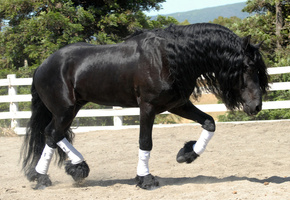 лошадь, жеребец, фриз, Конь