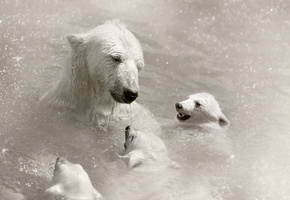 ursus maritimus, Медведица, белый, медвежата, медведь