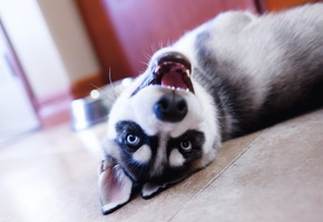 глаза, собака, взгляд, Хаски, морда, лежит, щенок