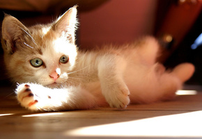 взгляд, Котёнок, свет, cat, кошка, bokeh, боке, look, kitty, sunlight