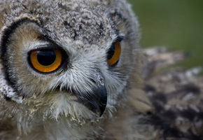 голова, Птица, взгляд, клюв, глаза, сова