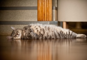 сон, лапы, Кот, лежит, пол