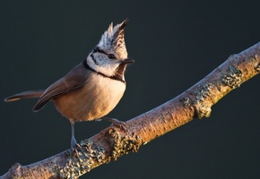 Птичка, хохлатая синица, на ветке, гренадерка