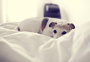 дом, уют, Собака