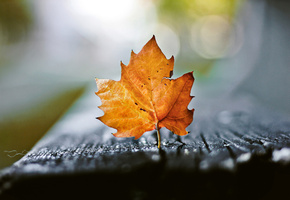 осень, Макро, лист, боке