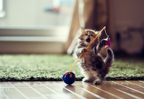 игрушка, игра, Котёнок