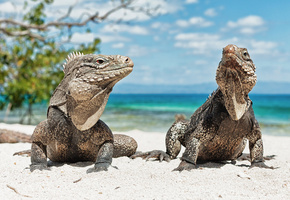 пляж, Iguana, игуана, животные, куба, ящерица
