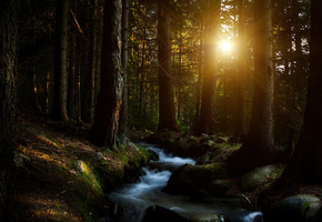 ручей, forest, деревья, солнце, Лес