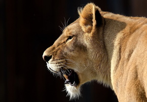 львица, большая кошка, усы, взгляд, морда, Лев, panthera leo