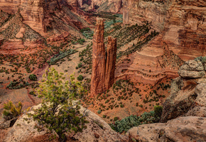 кусты, каньон, Природа, скалы, сша