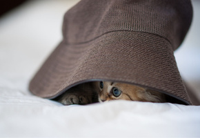 спряталась, ben torode, daisy, панама, шляпа, Кошка, котенок