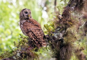 Птица, природа, лес, сова