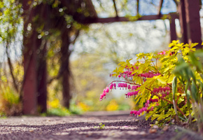 природа, розовый, дорожка, парк, фокус, цветы, Дицентра