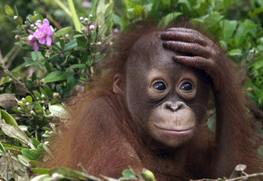 Обезьяна, орангутан, детёныш