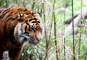 фон, природа, Тигр