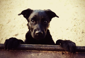 смотрит, взгляд, Пес, глаза, морда, собака, черный