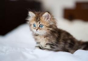 ben torode, daisy, постель, котенок, пушистая, простынь, Кошка