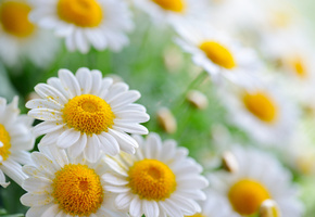 Ромашки, боке, пыльца, лепестки