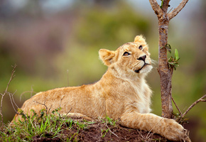 лев, смотрит, Маленький