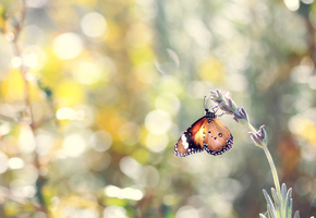 природа, цветок, лето, лаванда, Бабочка, насекомое