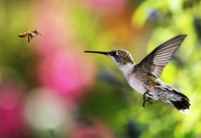 птица, полет, боке, пчела, фон, Колибри
