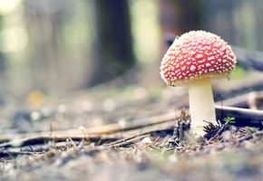 крапинки, лес, природа, красный, мухомор, макро, Гриб