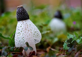 листья, Макро, ячейки, белый, клевер, сетка, грибы, трава