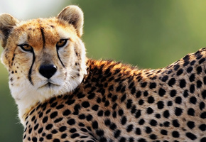 Гепард, пятна, хищник, взгляд, морда