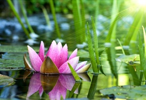 лотос, розовый, кувшинка, вода, Водяная лилия, цветок