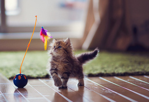 игрушка, паркет, кошка, Котенок, ковер, перья, daisy, ben torode