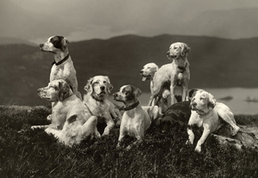 пейзаж, отдых, Собаки