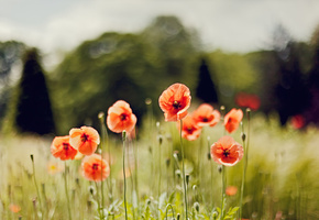 Цветы, весна, маки