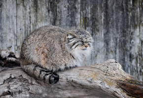 Кот, дикий, хищник, палласов, манул