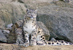 сидит, ирбис, смотрит, Снежный барс, мама, котёнок