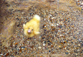 вода, пух, галька, Фон, камни, утенок, птица, клюв, жёлтый
