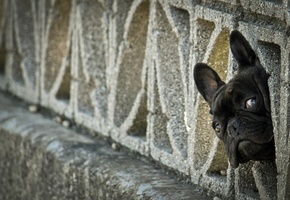 Французский бульдог, взгляд, морда